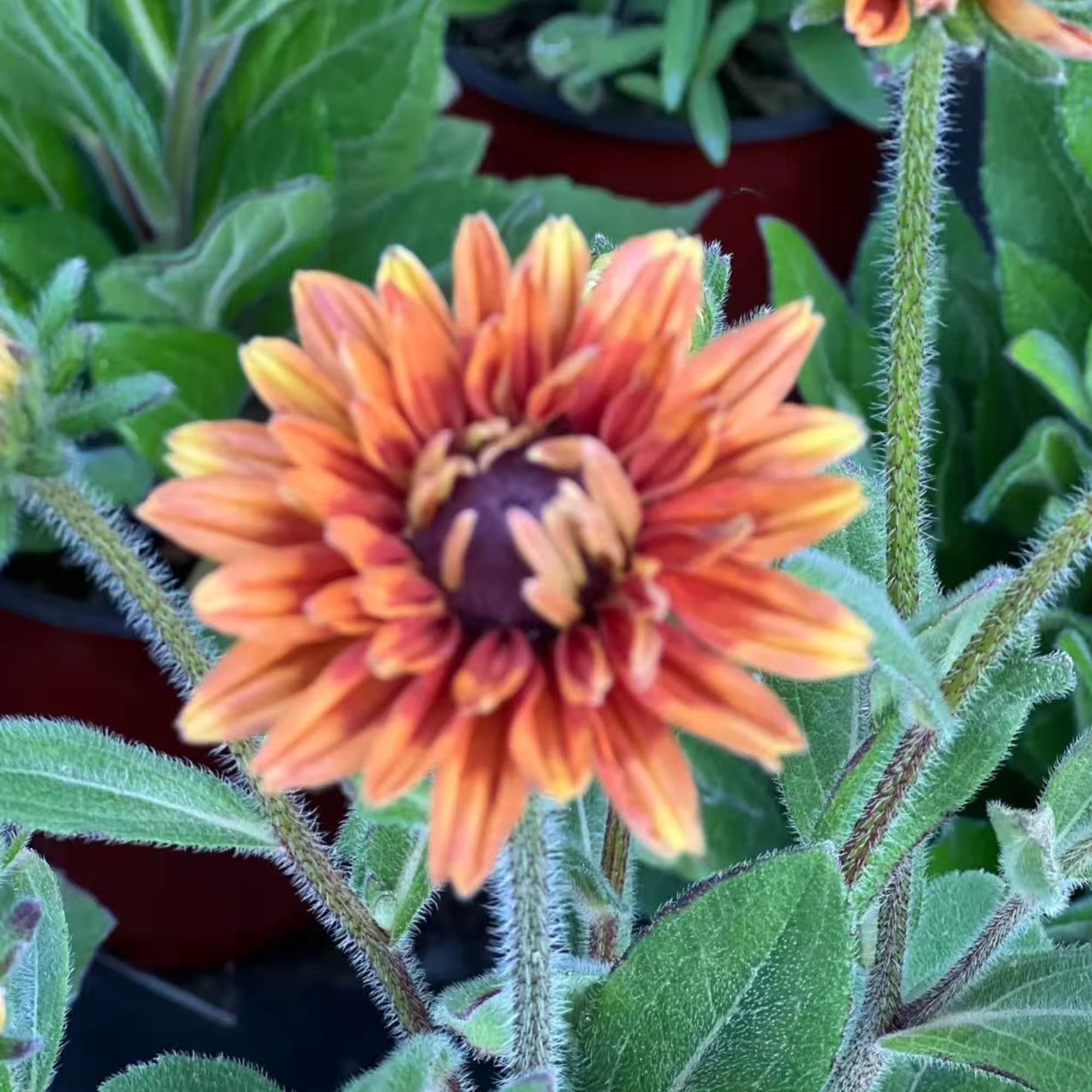NYGardenia drought-tolerant Rudbeckia thrive in well-drained soil with little maintenance