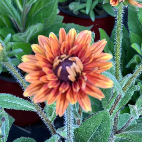 NYGardenia drought-tolerant Rudbeckia thrive in well-drained soil with little maintenance