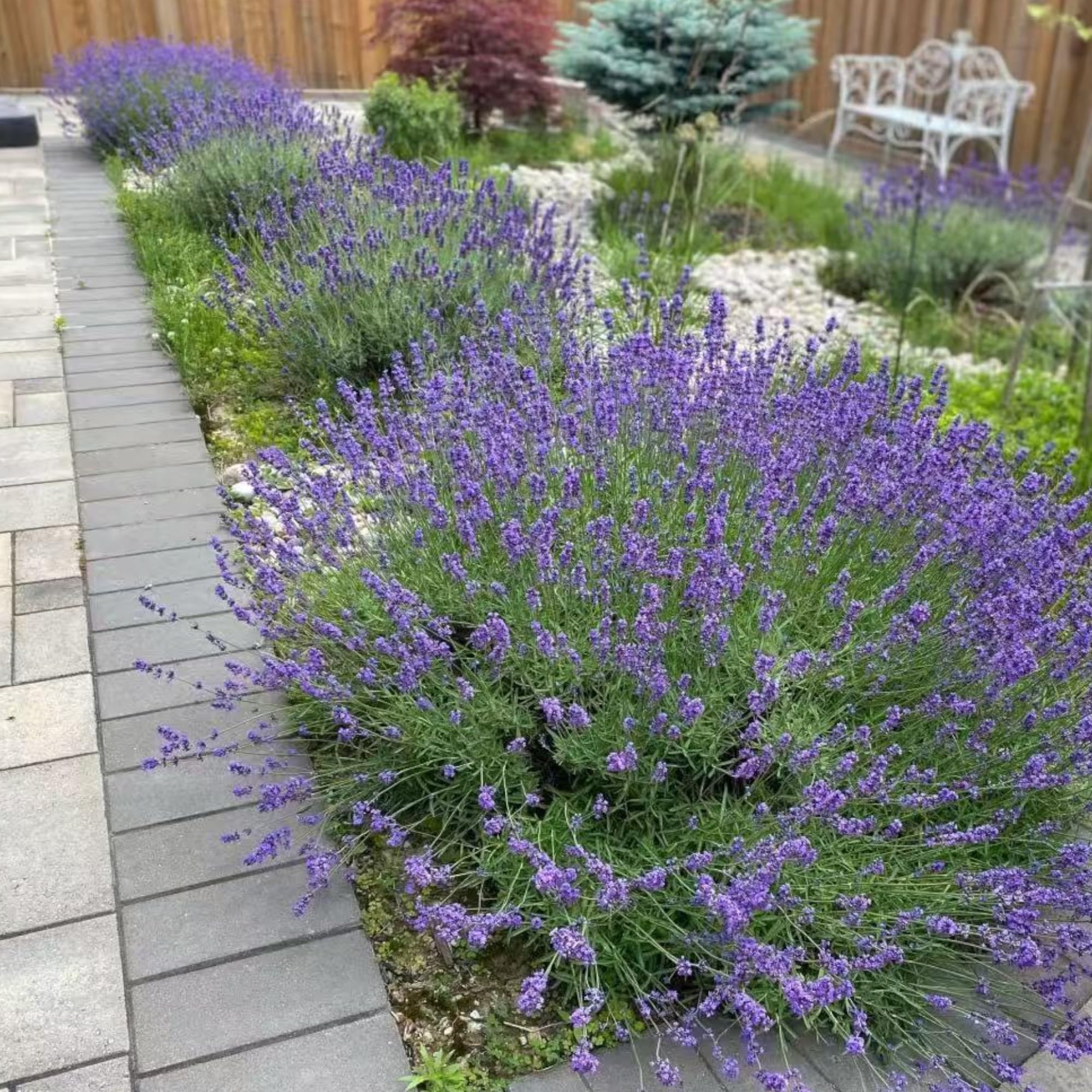 NYGardenia full-sun lavender growth guide for gardeners.