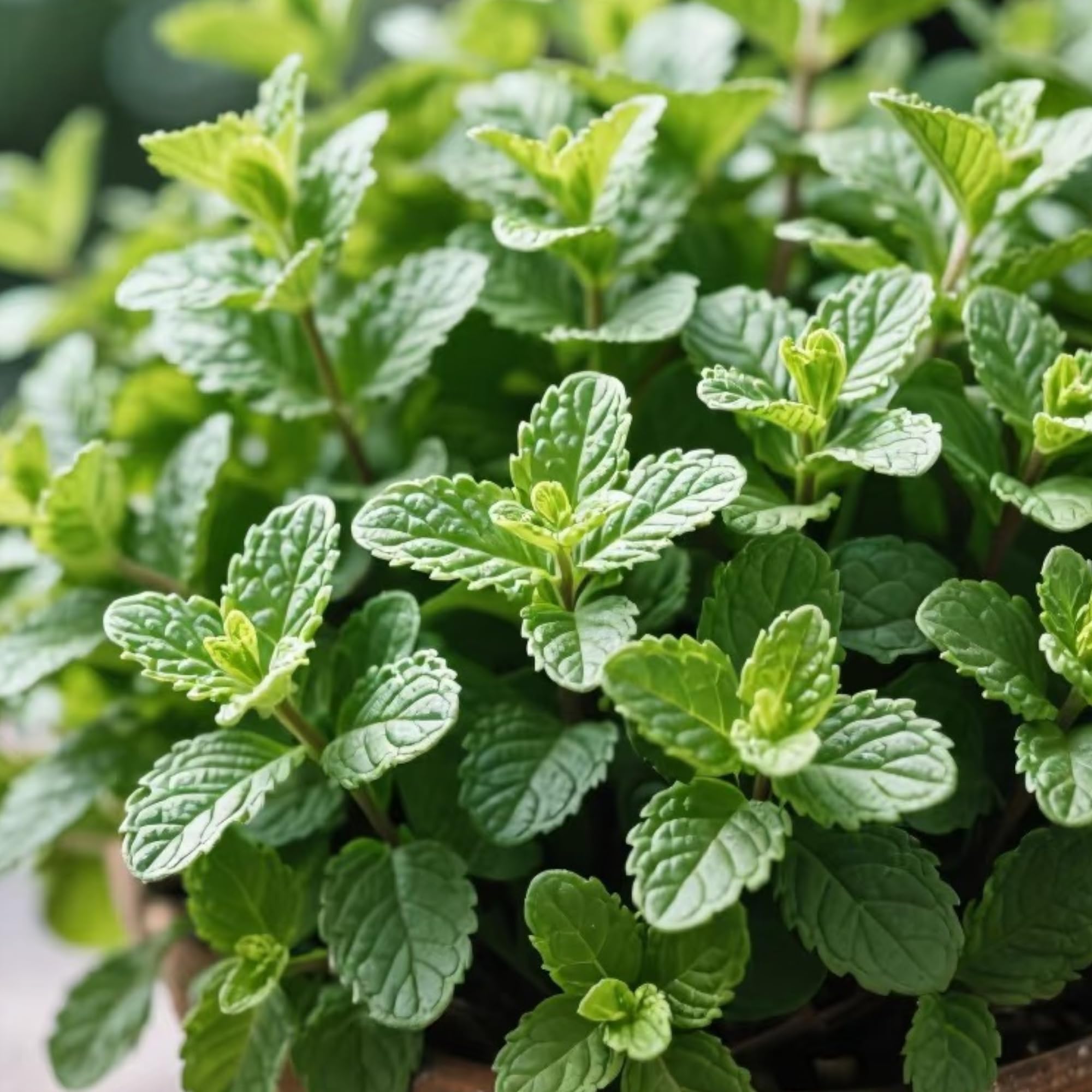 NYGardenia mint in garden borders creates fragrant edging.