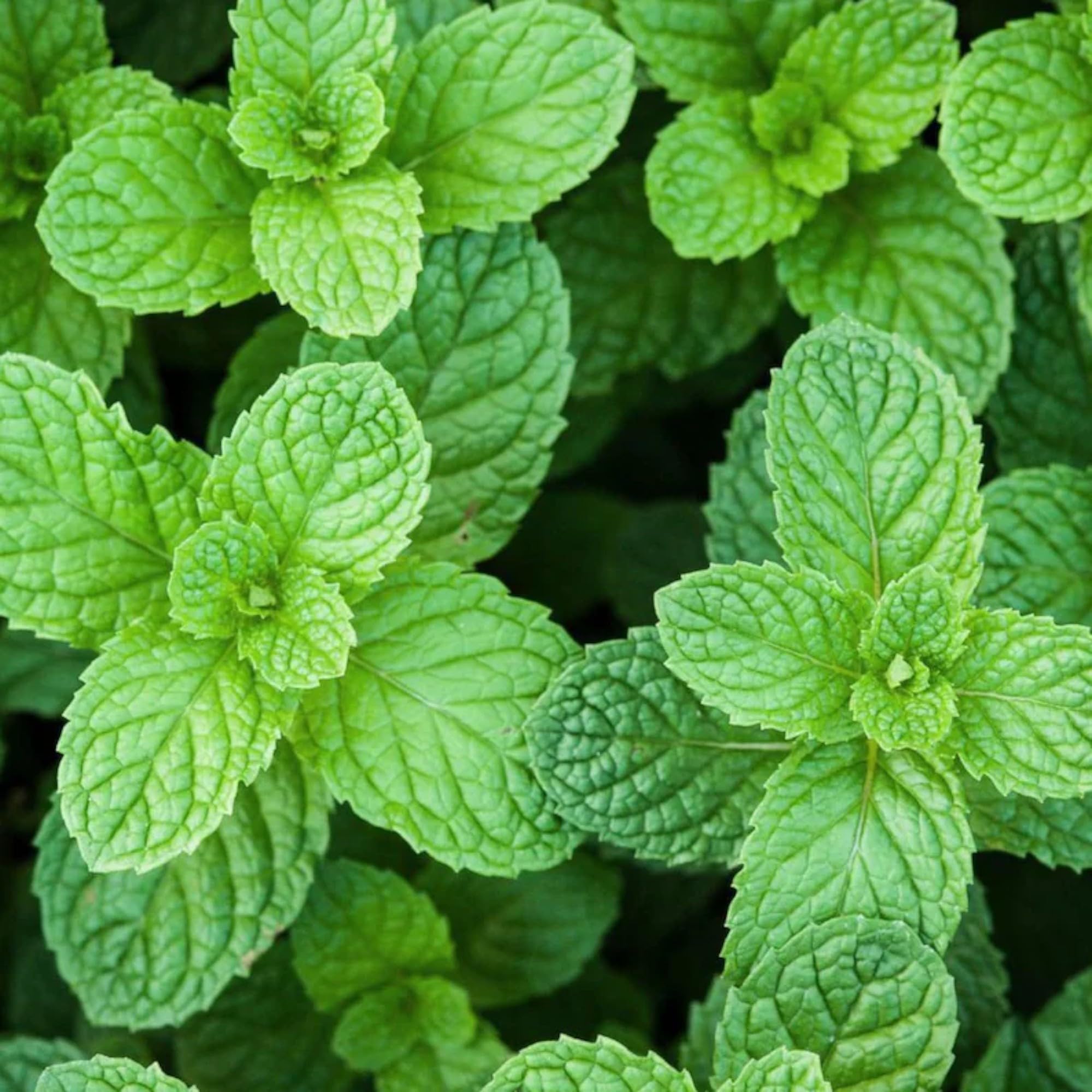 NYGardenia harvest mint for fresh culinary use.