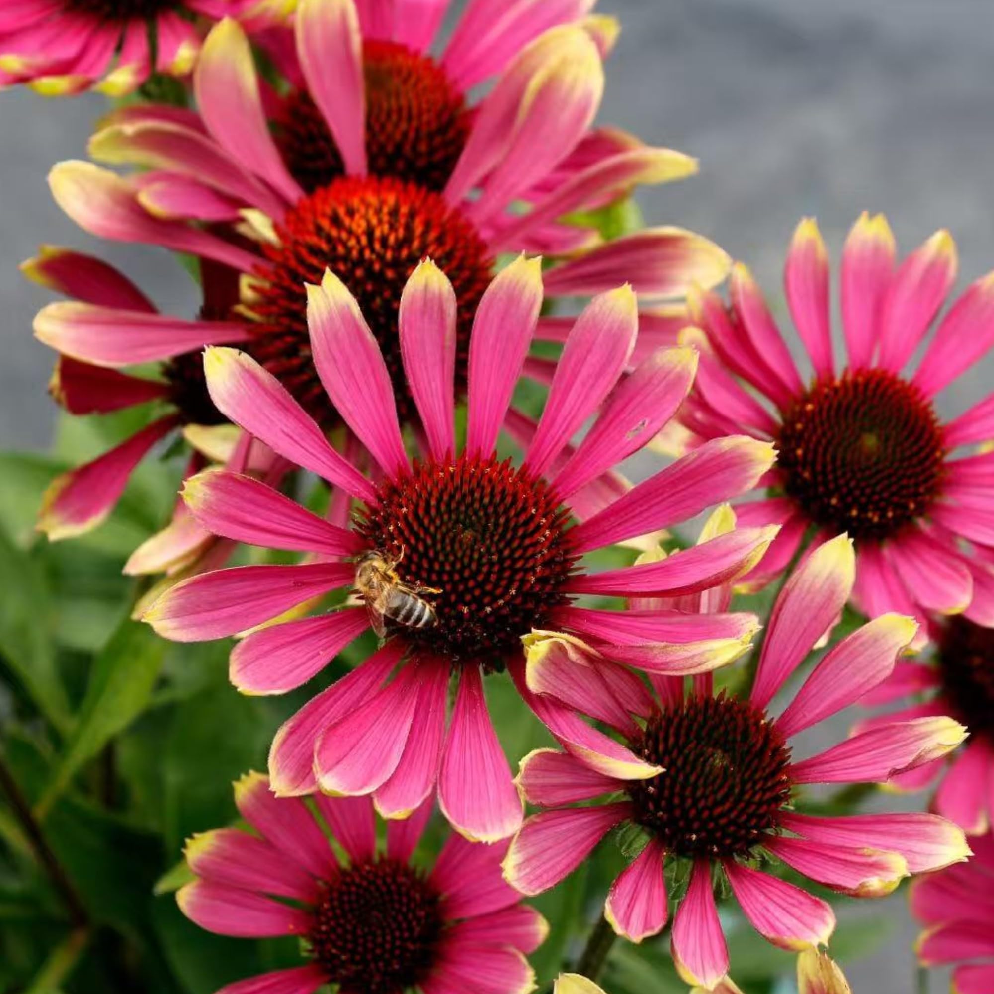 NYGardenia heirloom echinacea seeds for pollinator-friendly garden borders and cut flowers.