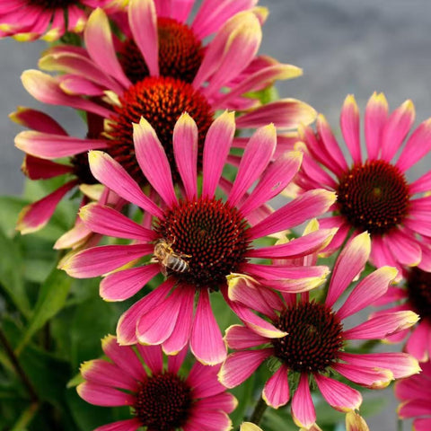 NYGardenia heirloom echinacea seeds for pollinator-friendly garden borders and cut flowers.