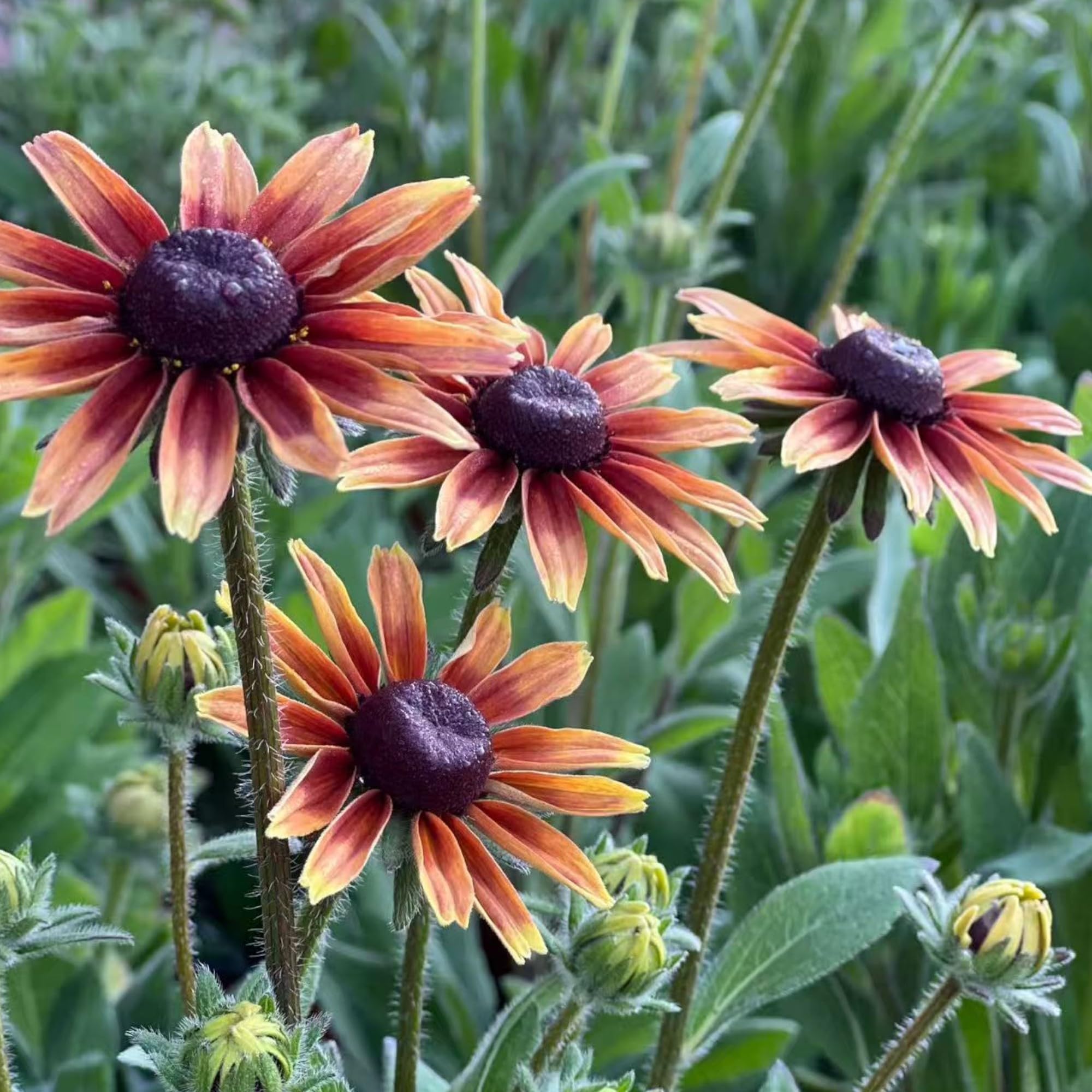 NYGardenia heirloom non-GMO seeds offer eco-conscious planting options