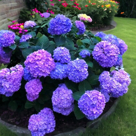NYGardenia hydrangea seeds blue-pink-purple hues for containers