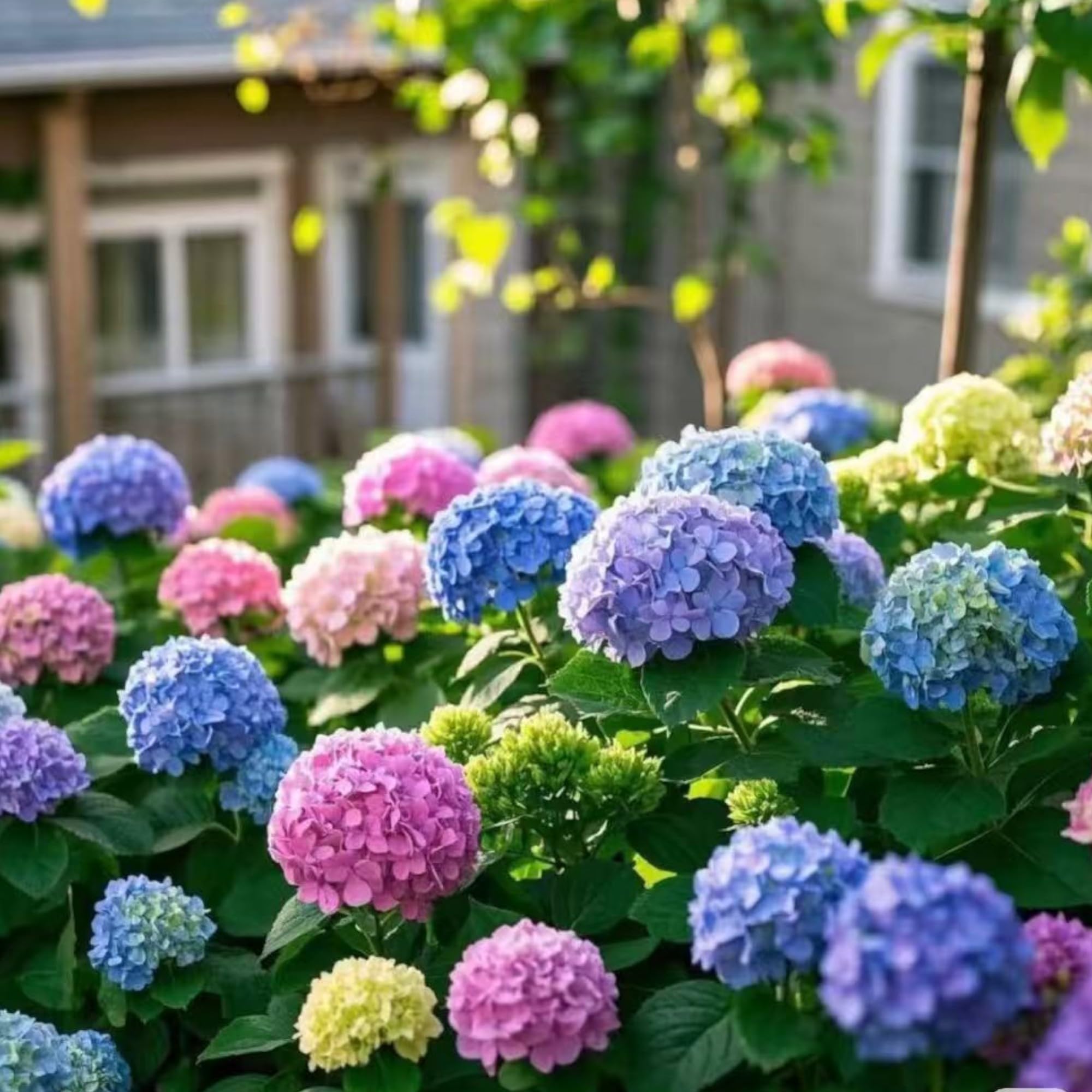 NYGardenia hydrangea seeds globe-shaped blooms as garden focal
