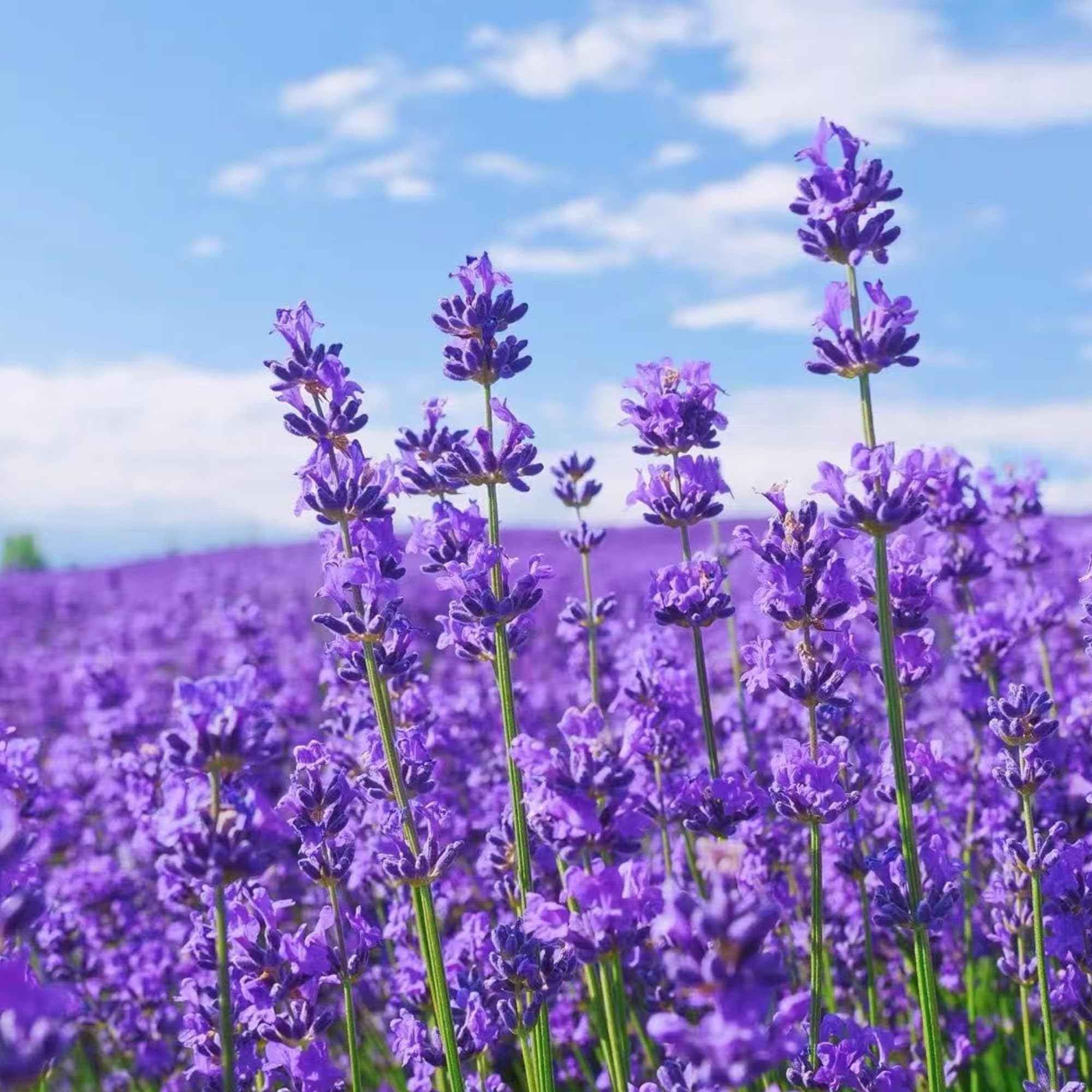 NYGardenia lavender seeds pack 1000 for large border planting.