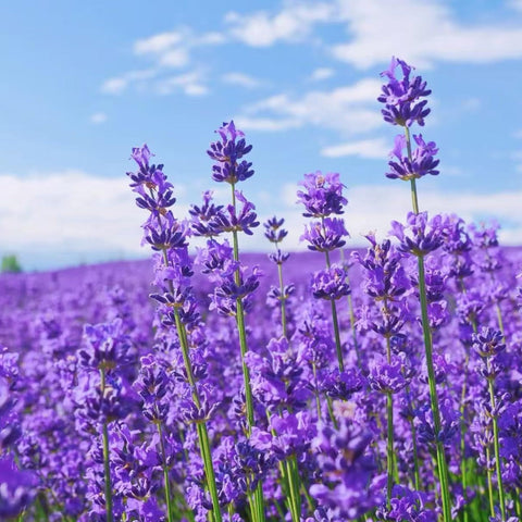 NYGardenia lavender seeds pack 1000 for large border planting.