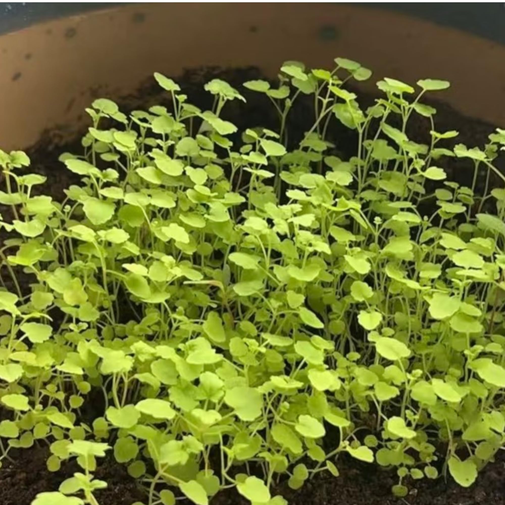 NYGardenia mint sprouts early growth ready for transplant to containers.