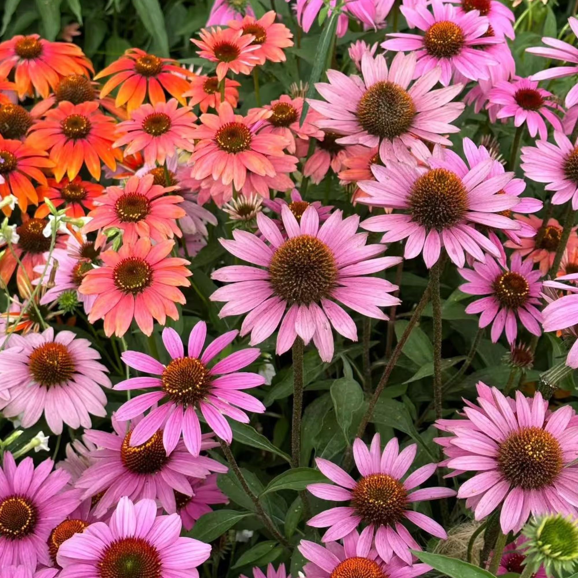 NYGardenia non-GMO heirloom seeds offer open-pollinated options for organic gardens.