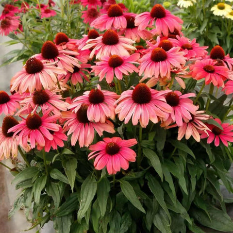 NYGardenia pink coneflower seeds pack, non-GMO heirloom variety for vibrant borders.