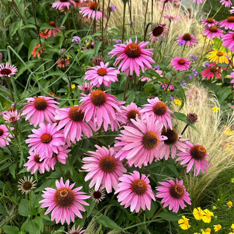 NYGardenia pink echinacea seed pack ready for sunny borders that attract pollinators.