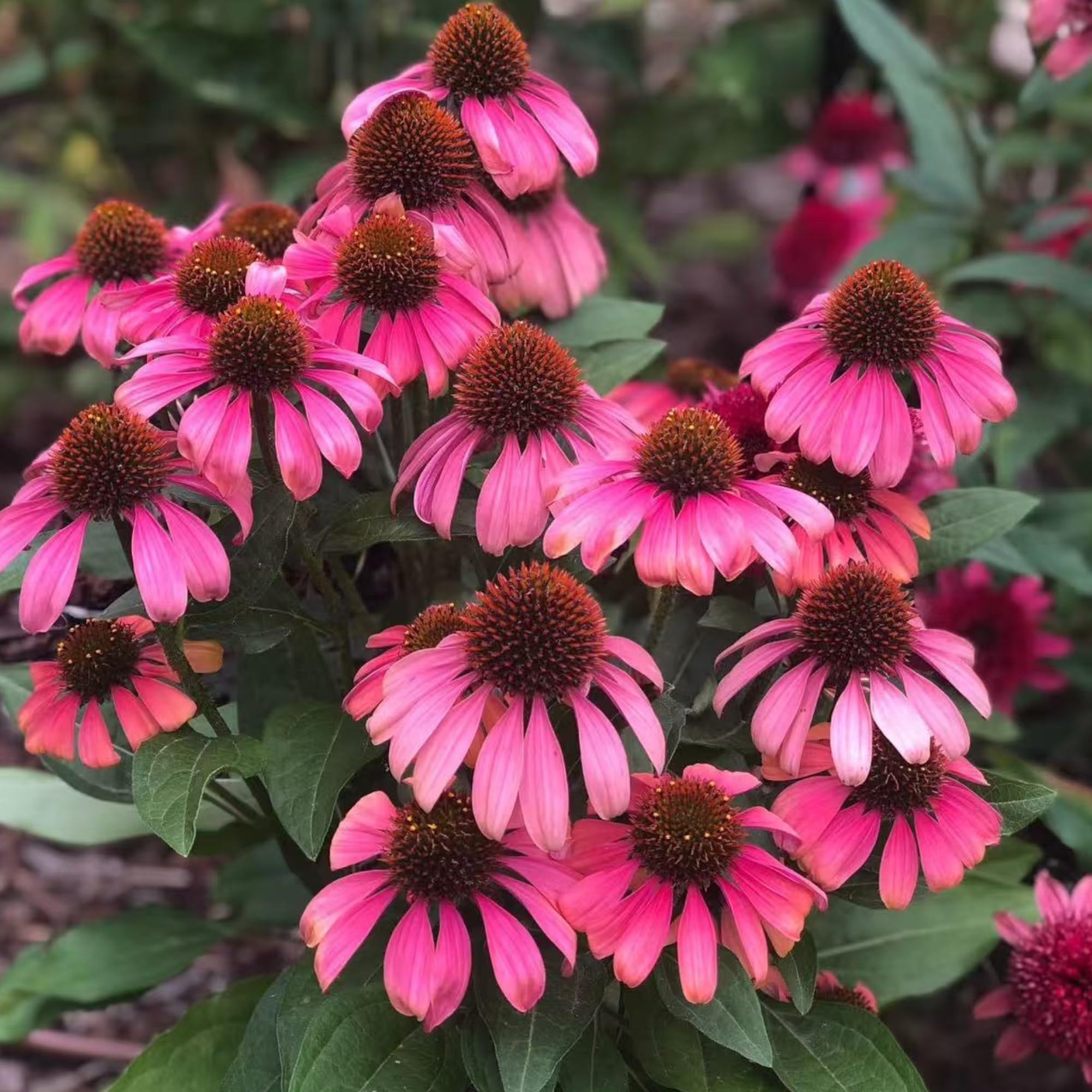 NYGardenia pink echinacea seeds ready to germinate for yearly color and wildlife support.