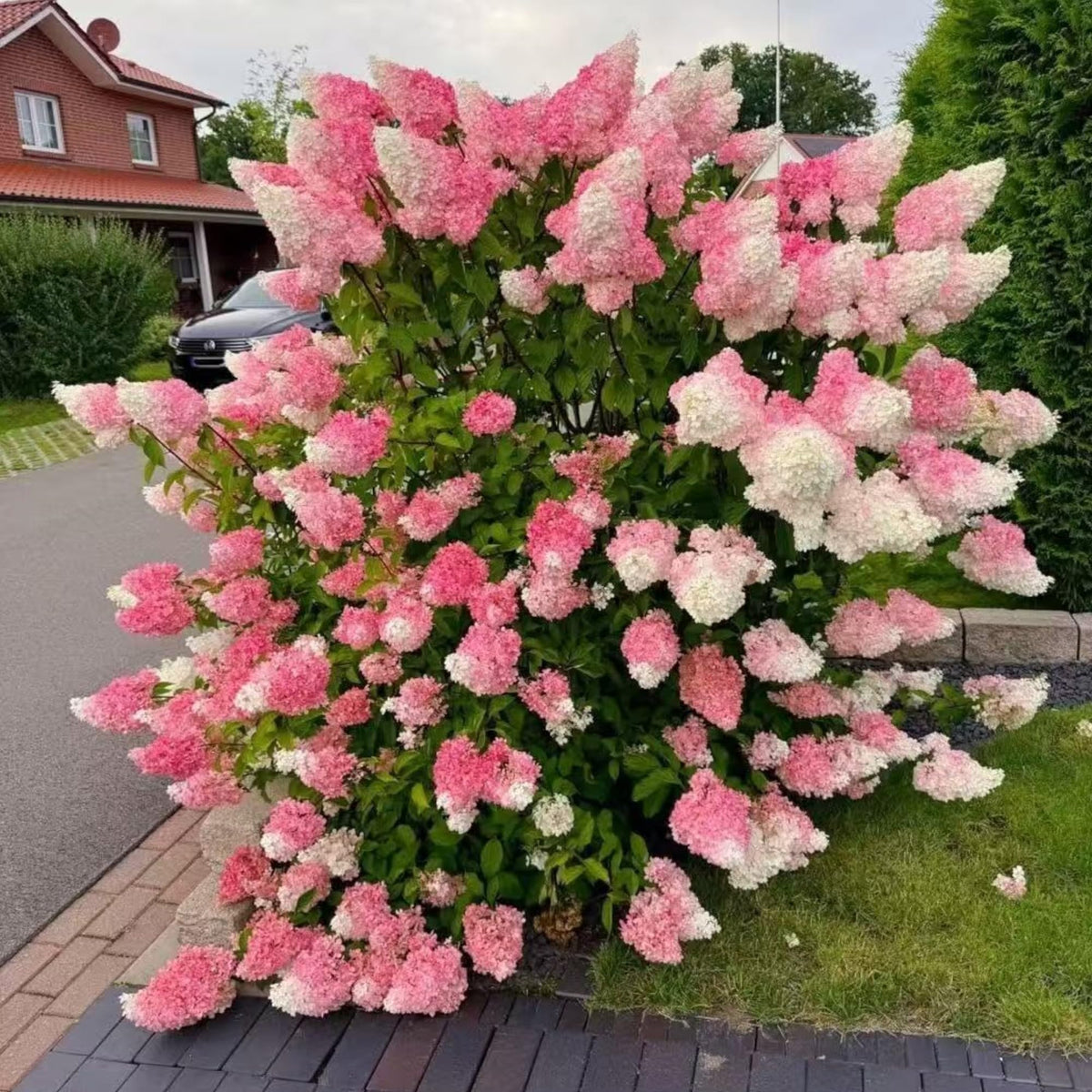 NYGardenia pink-white hydrangea seeds cone bloom for vibrant border color.