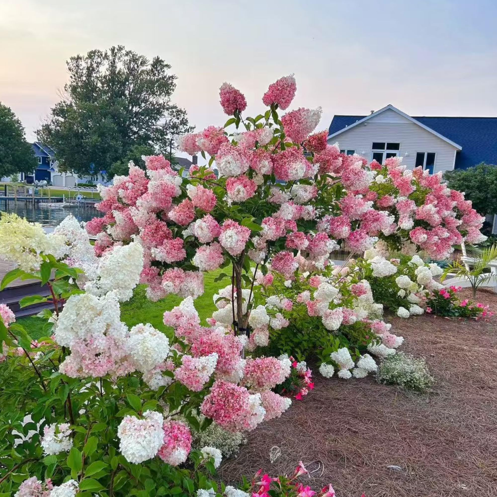 NYGardenia seeds form dense shrubs ideal for border planting.