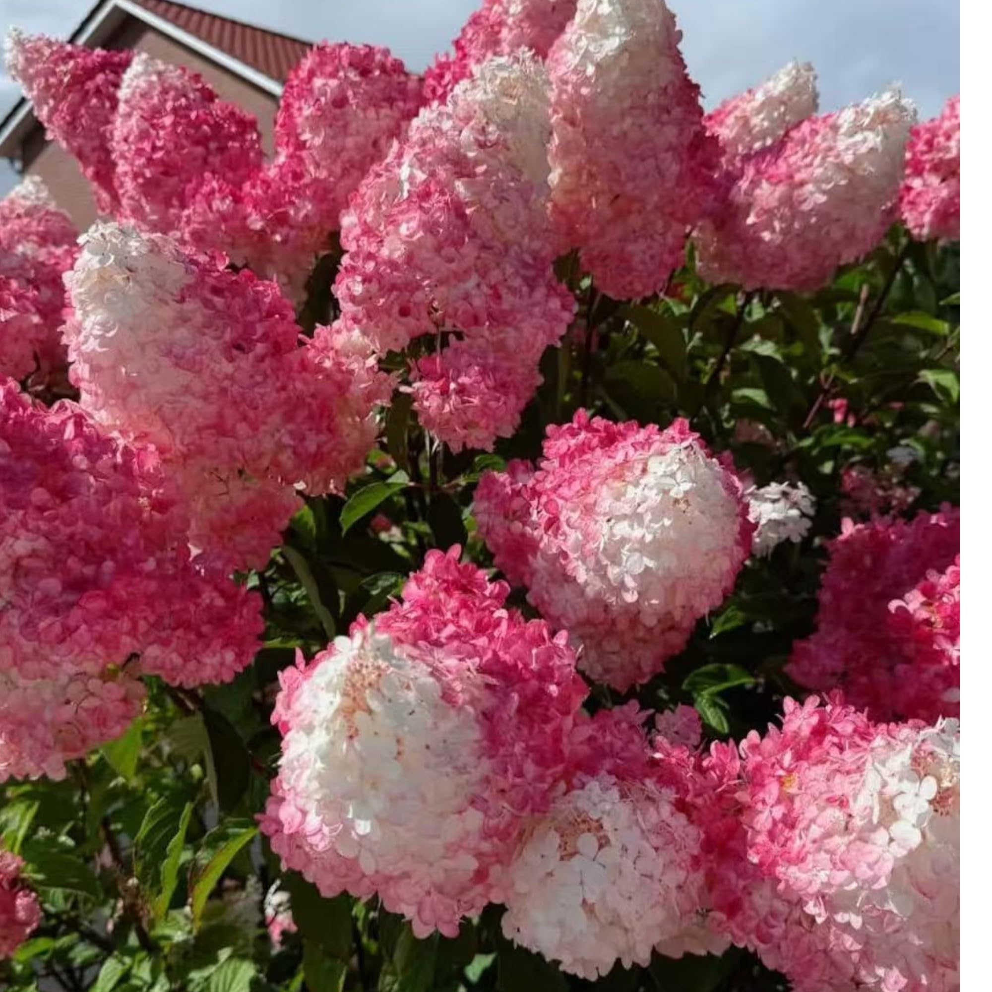 NYGardenia pink-white hydrangea seeds gradient color enhances landscape accents.