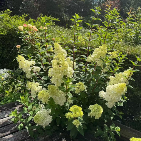 NYGardenia pink-white blooms enhance walkways and patios with texture.