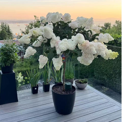 NYGardenia cone blooms provide long-lasting garden color from early summer.