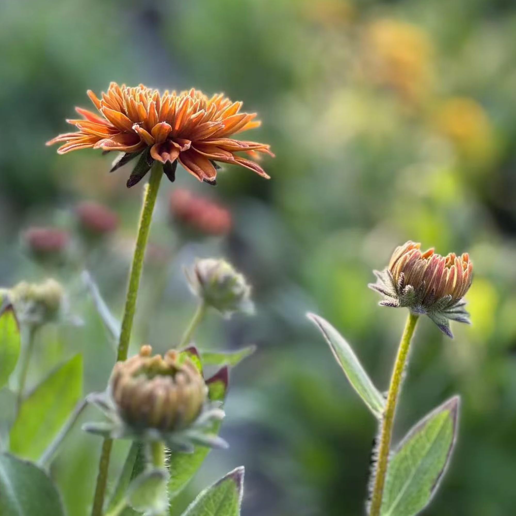 NYGardenia pollinator-friendly Rudbeckia supports bees and butterflies in sunny borders