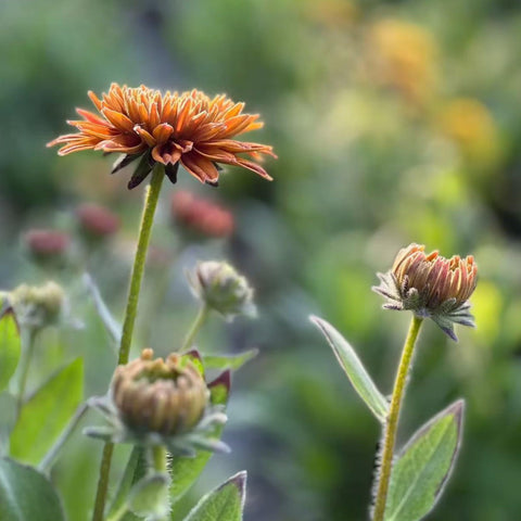 NYGardenia pollinator-friendly Rudbeckia supports bees and butterflies in sunny borders