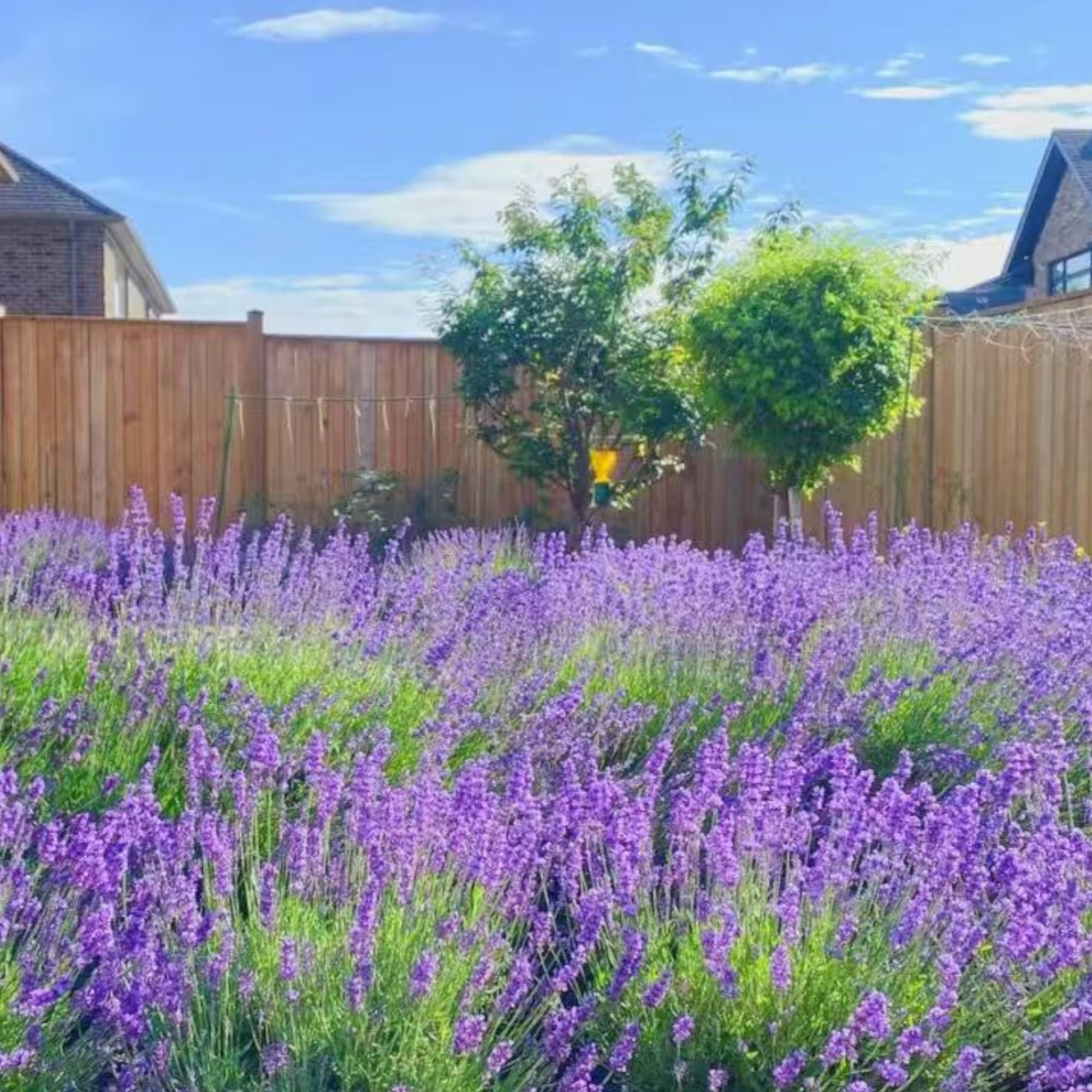 NYGardenia lavender supports pollinators in sunlit garden beds.