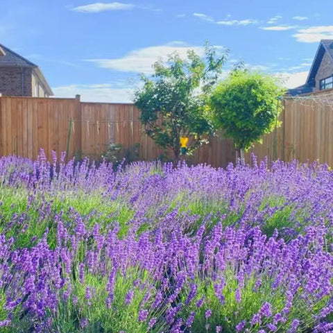 NYGardenia lavender supports pollinators in sunlit garden beds.