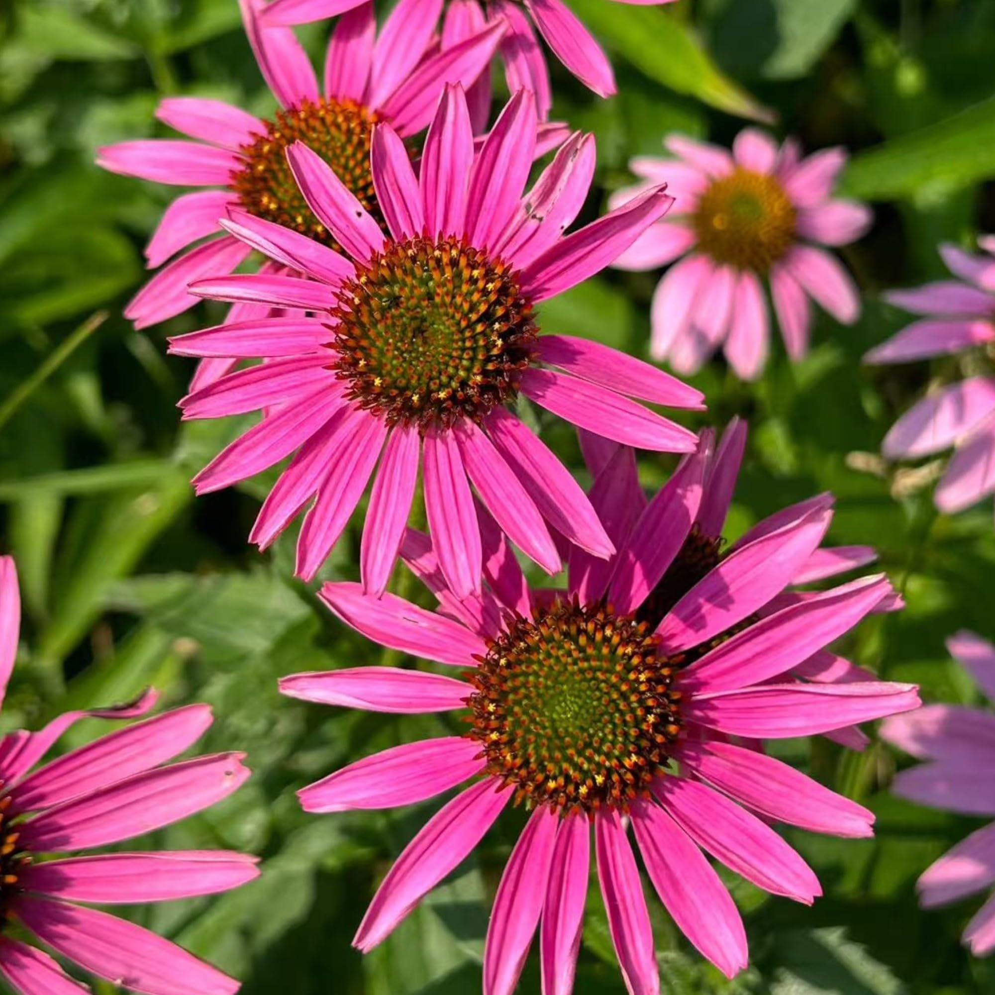 NYGardenia pink echinacea seeds inviting bees and butterflies to pollinator-friendly spaces.