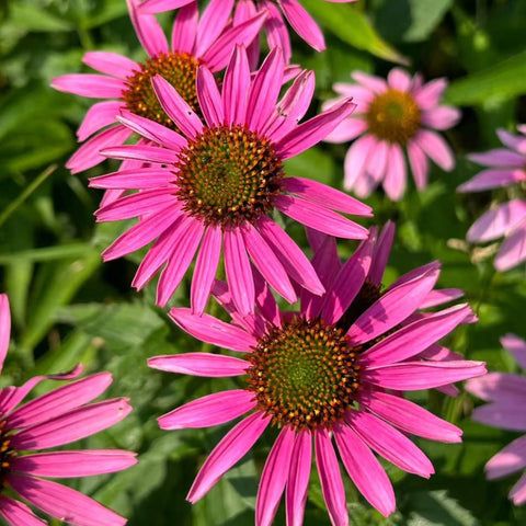 NYGardenia pink echinacea seeds inviting bees and butterflies to pollinator-friendly spaces.