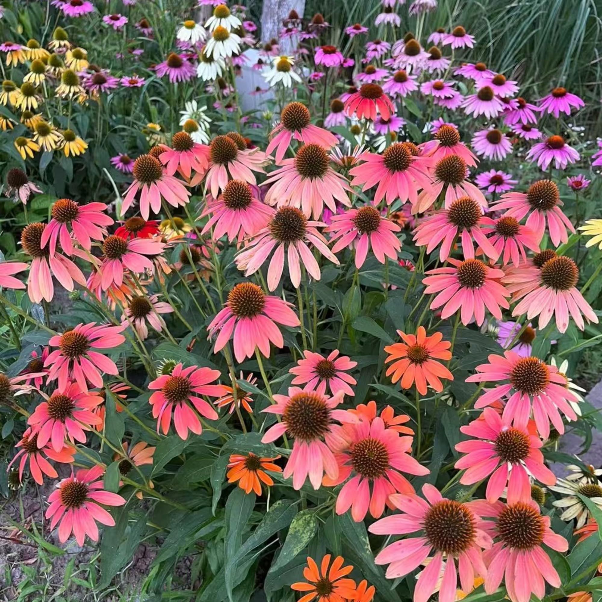 NYGardenia pink coneflower blooms; drought-tolerant perennials for low-water gardens.