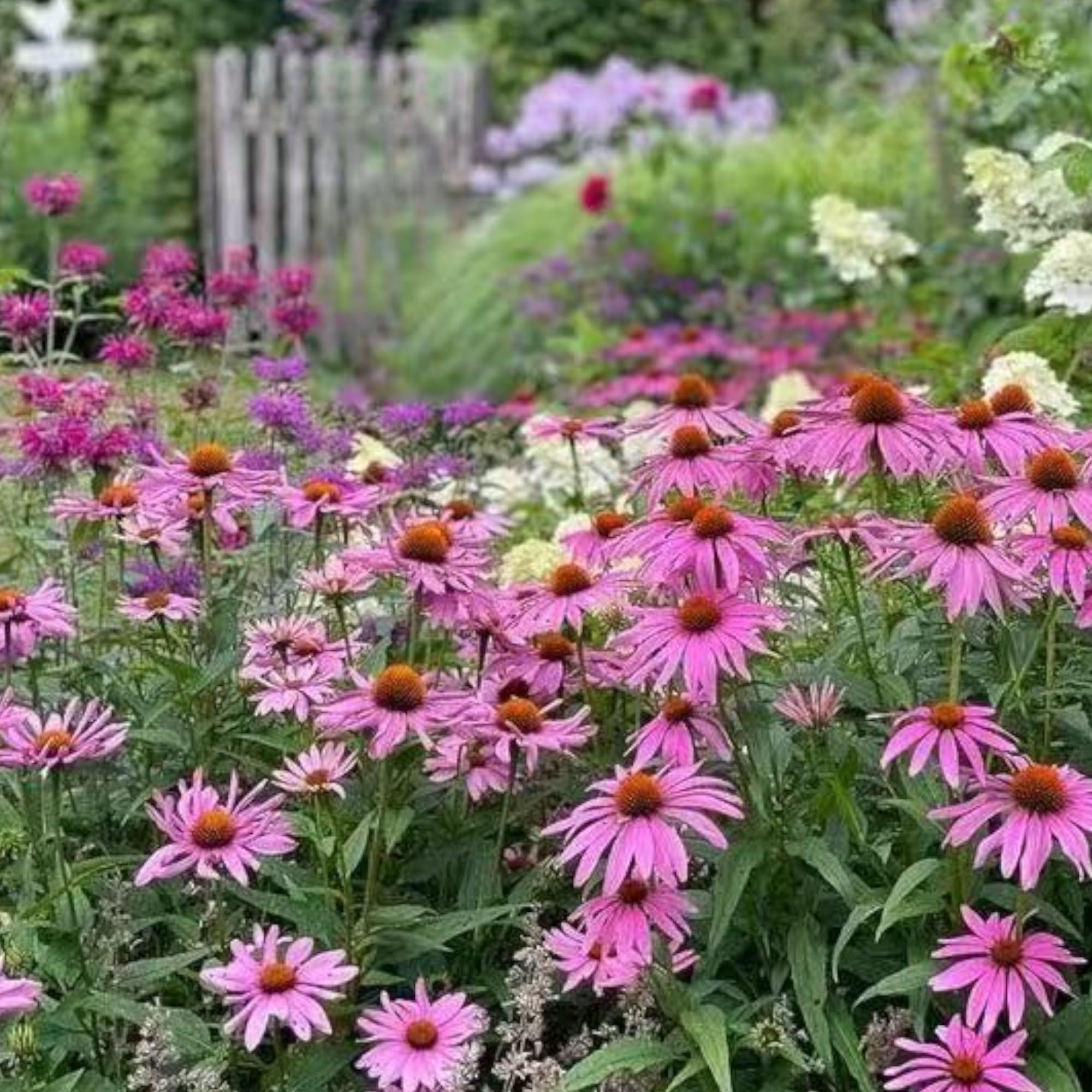 NYGardenia purple coneflower bloom close-up highlighting vibrant pink petals for showy garden accents.