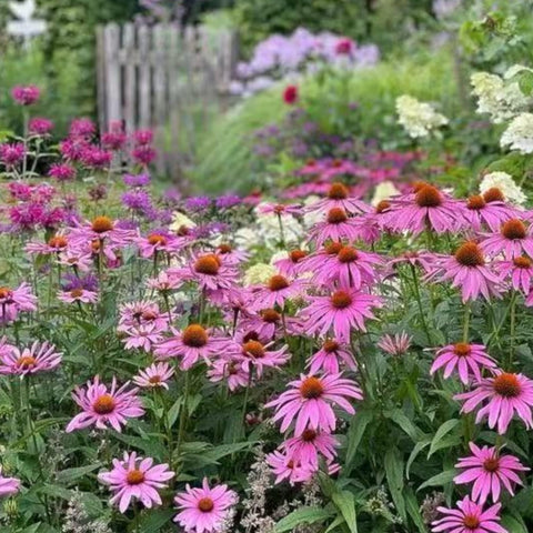 NYGardenia purple coneflower bloom close-up highlighting vibrant pink petals for showy garden accents.