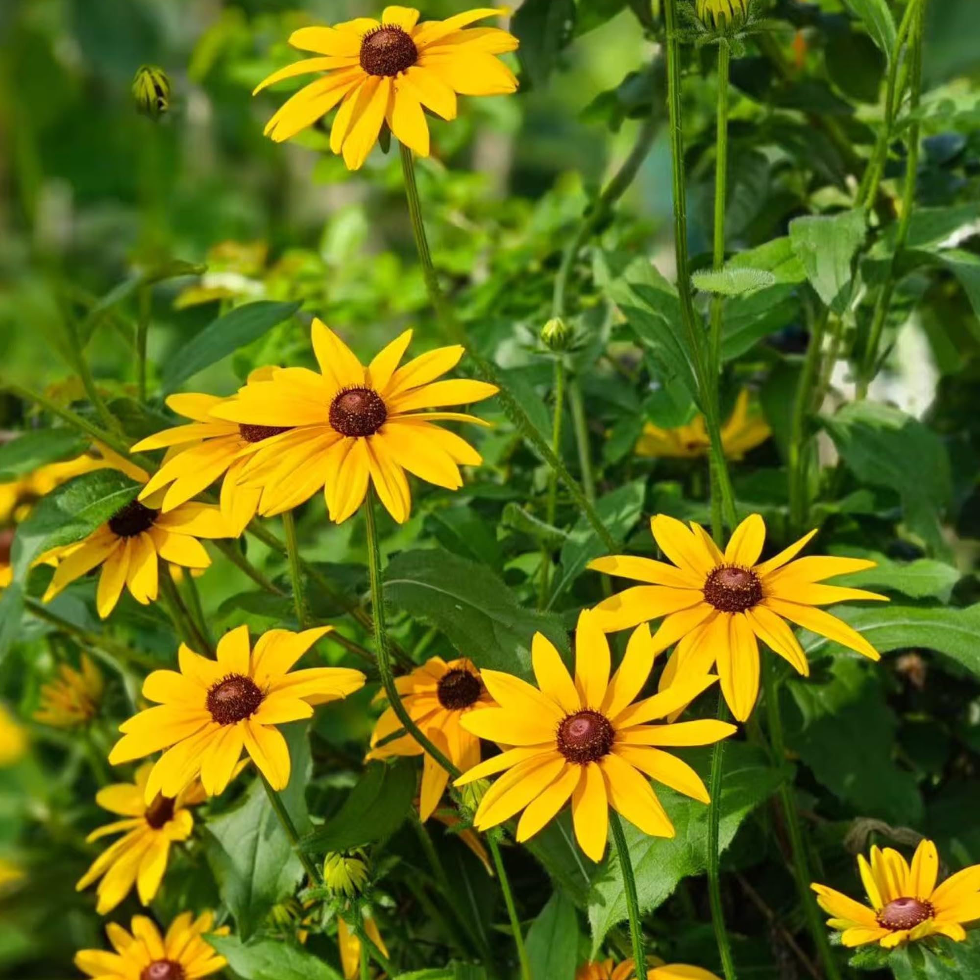 NYGardenia Rudbeckia easy to grow for beginners and busy gardeners.