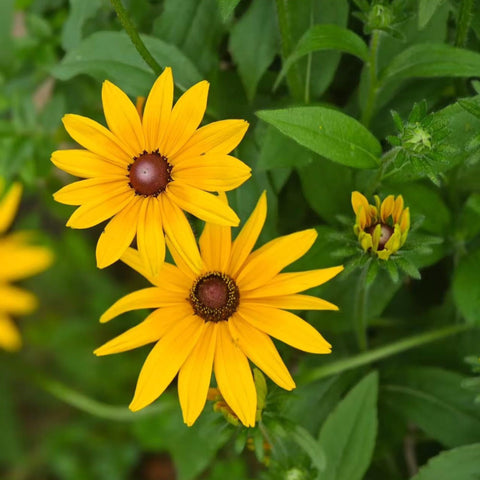NYGardenia Rudbeckia long bloom season from midsummer to fall.