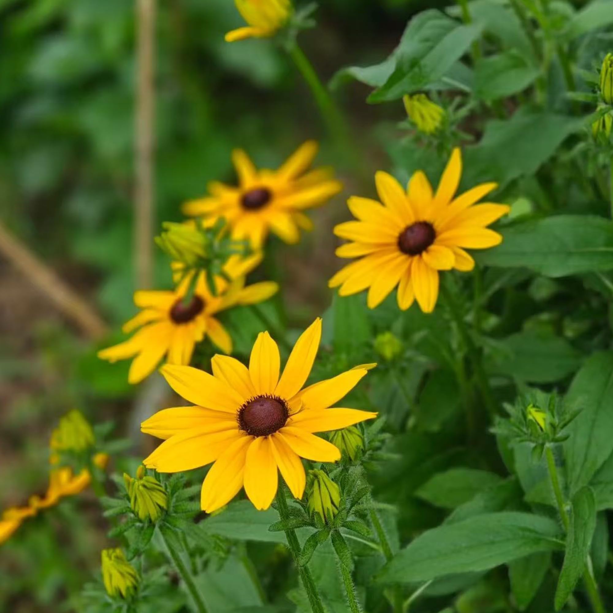 NYGardenia Rudbeckia thriving in sunlit borders with drought tolerance.