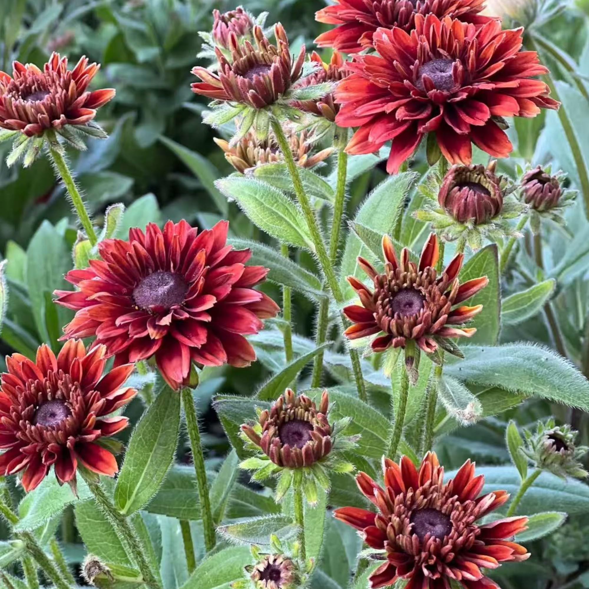 NYGardenia rustic orange yellow Rudbeckia bloom adds autumn color to beds