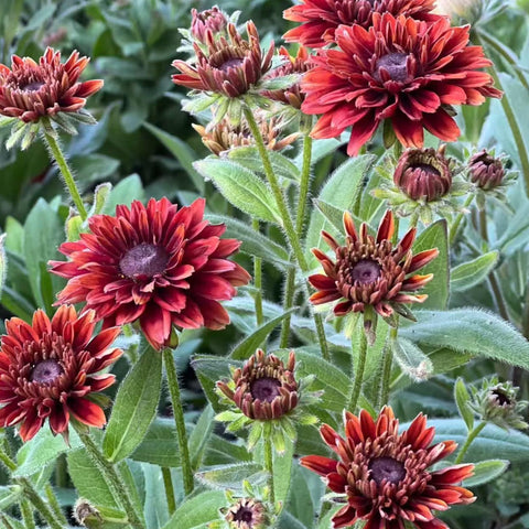 NYGardenia rustic orange yellow Rudbeckia bloom adds autumn color to beds