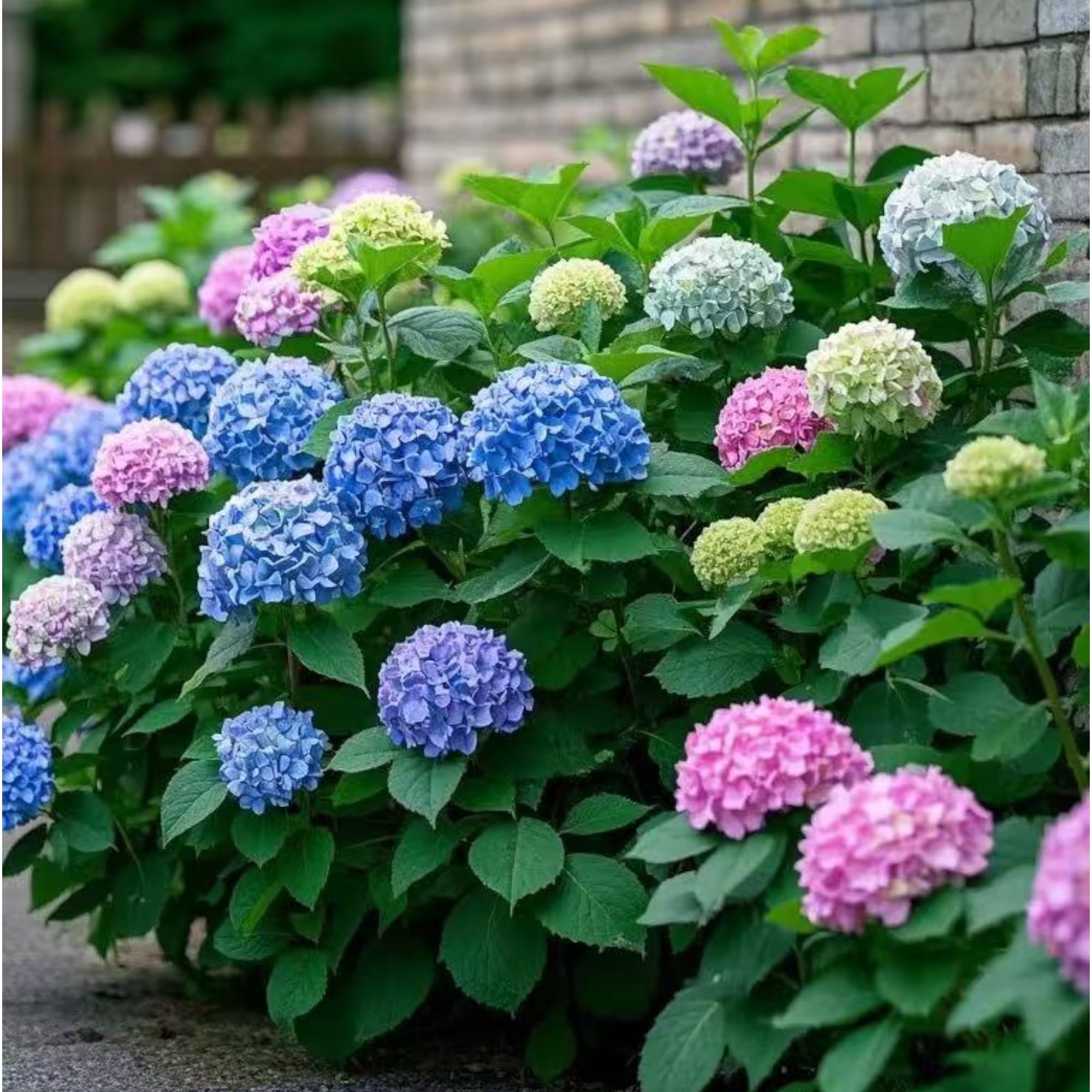 NYGardenia heirloom non-GMO seeds for reliable color