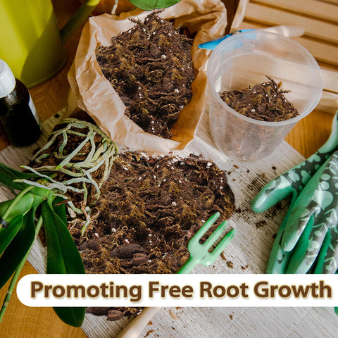 Nyobely Orchid Potting Mix in pot during repotting for airflow and root space.