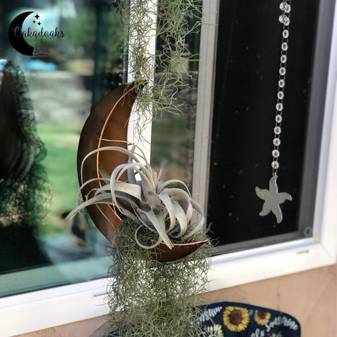 Oakadoaks Hanging Moon Planter with warm ambient lighting