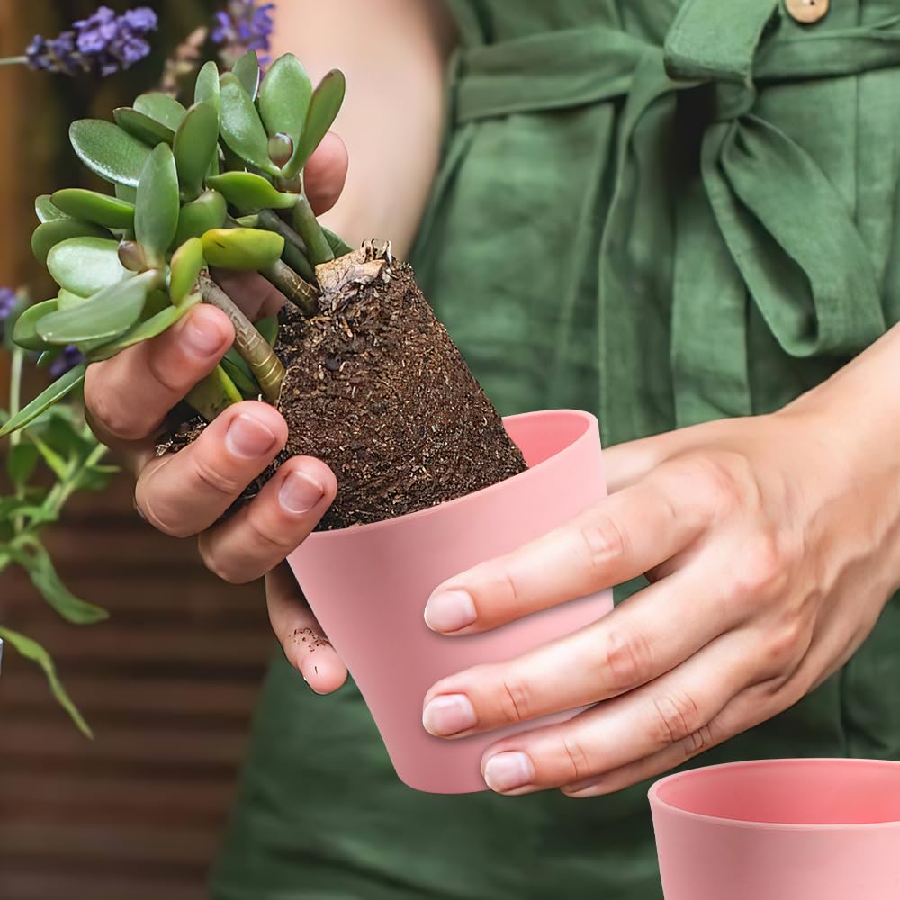 OALCQ indoor gardening scene with succulents and herbs in 4-inch pots.