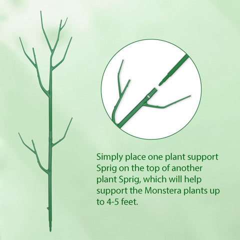 Obralitic monstera support assembly offers height-adjustable vertical guidance for vigorous vines.