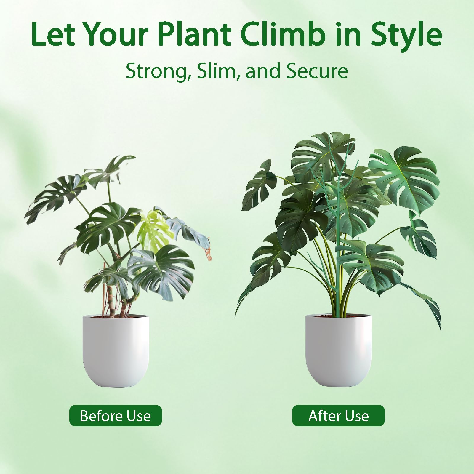Obralitic philodendron trellis-stake maintains outdoor pots with reliable support.