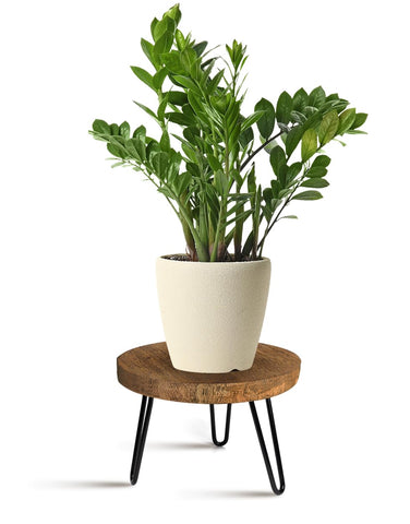 OBTAIN round top plant stand for indoor greenery with mid-century flair.