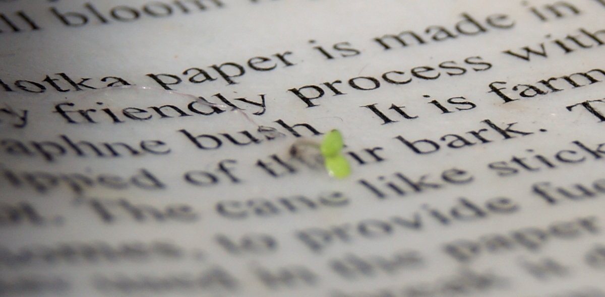 Lightweight 20 lb Lotka seed paper stock, ideal for single-sided printing