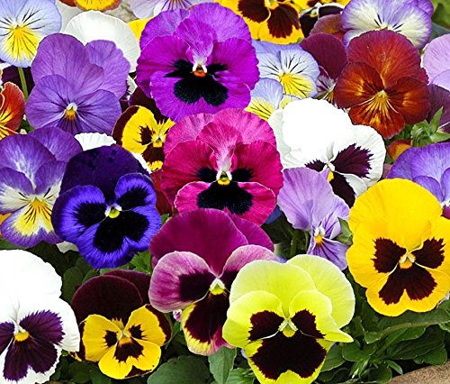 Ohio Heirloom Seeds Swiss Giants Mix Pansy Seeds add vibrant color to beds and containers