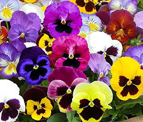 Ohio Heirloom Seeds Swiss Giants Mix Pansy Seeds add vibrant color to beds and containers