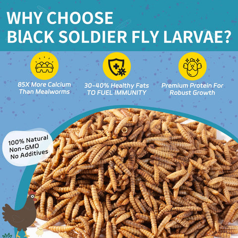 OHNAME BSFL larvae closeup highlighting protein-rich texture for muscles.