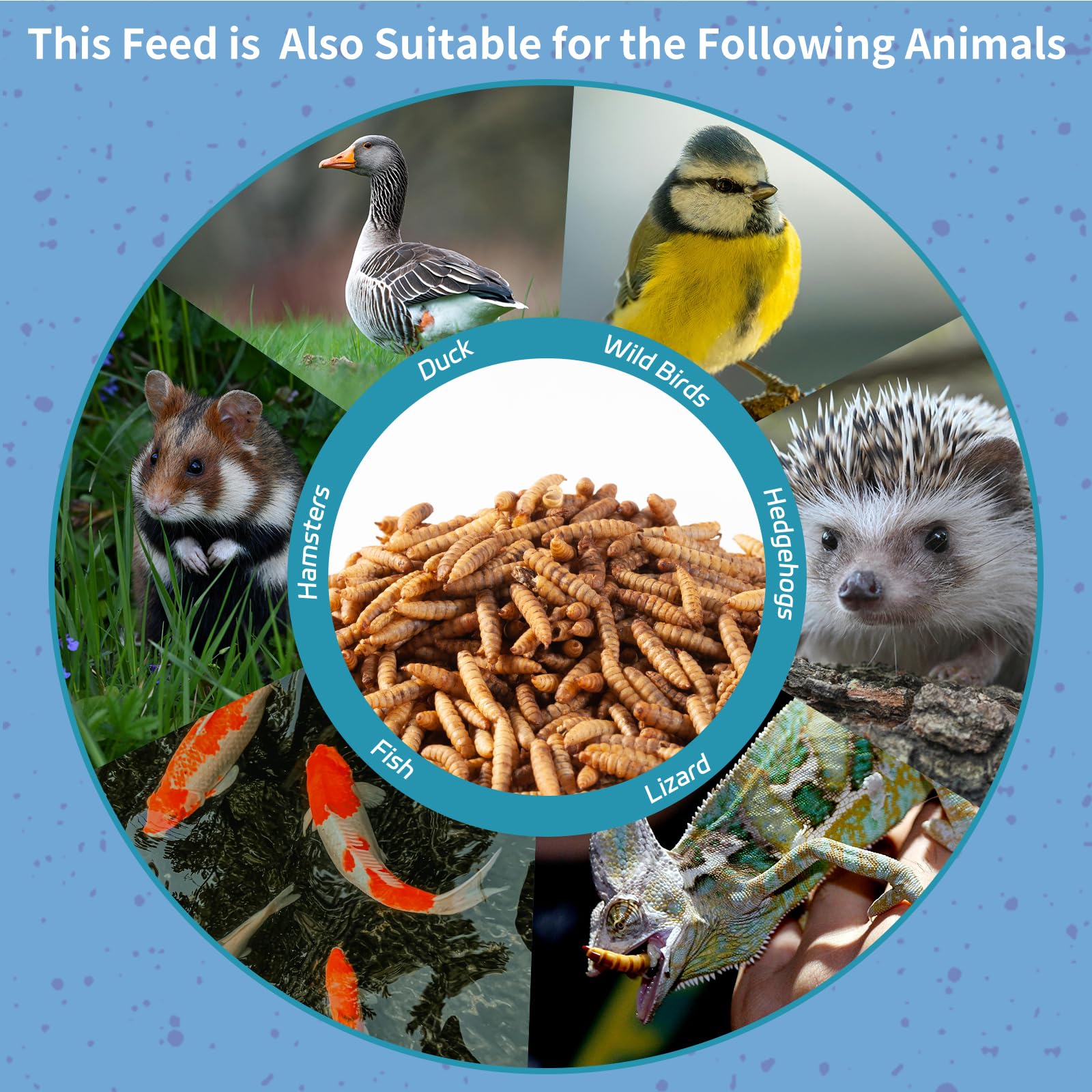 OHNAME BSFL larvae digestive-health emphasized by natural chitin content.
