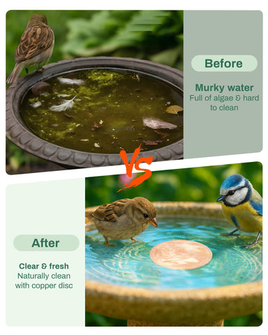 OICEME all-season use with disk in fountain improves water appearance.