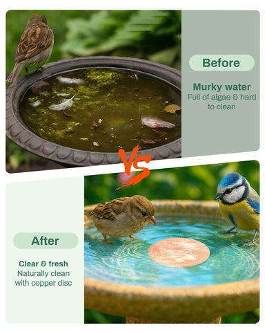 OICEME copper disk across a bird bath promotes fresher water for backyard visitors.